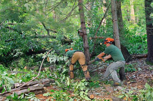 Emergency Storm Tree Removal